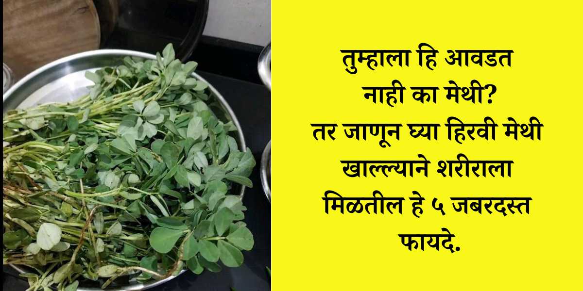 Green Fenugreek In The Diet