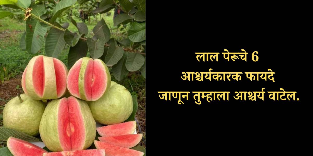 red guava fruit benefits